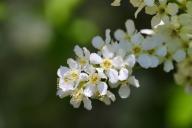 bird cherry