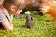 kid and guinea pig