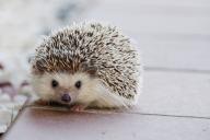 hedgehog