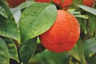 orange tree