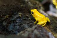 poison frog