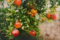 fruit tree