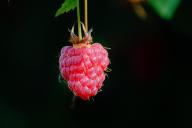 raspberry