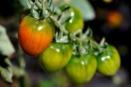 tomato plant