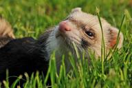 ferret