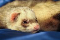 ferret