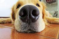 dog nose