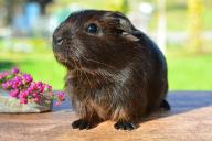 guinea pig