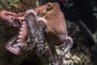 octopus