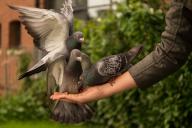 feeding pigeons