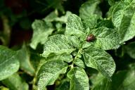 potato plant