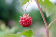 berries