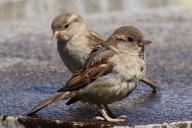 house sparrows