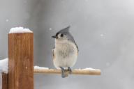 titmouse