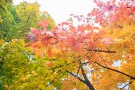 Осень Деревья