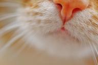 cat nose