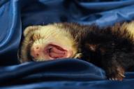 ferret