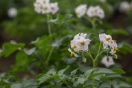 potato plant