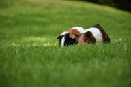 guinea pig