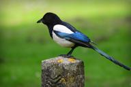 magpie