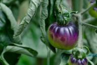 black tomatoes