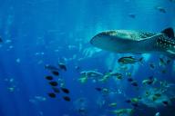 whale shark