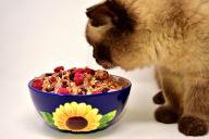 cat with cereals