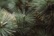 conifer