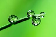 dew