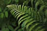 fern