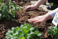 gardening