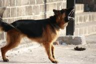 german shepard