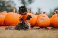 cats with pumpkins