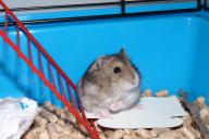 hamster