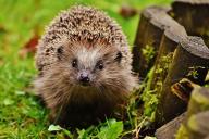 hedgehog