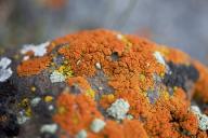 lichen