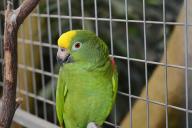 parrot in a cage