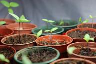 seedlings