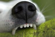 snout