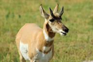 pronghorns