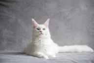 white cat