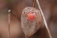 physalis