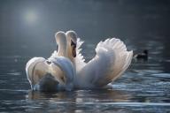 swans