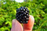 blackberry