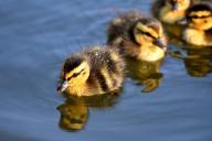 ducklings