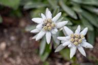 edelweiss