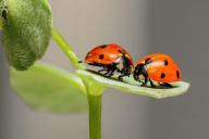 ladybugs