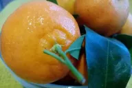 мандарин