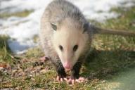 opossum