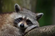 raccoon